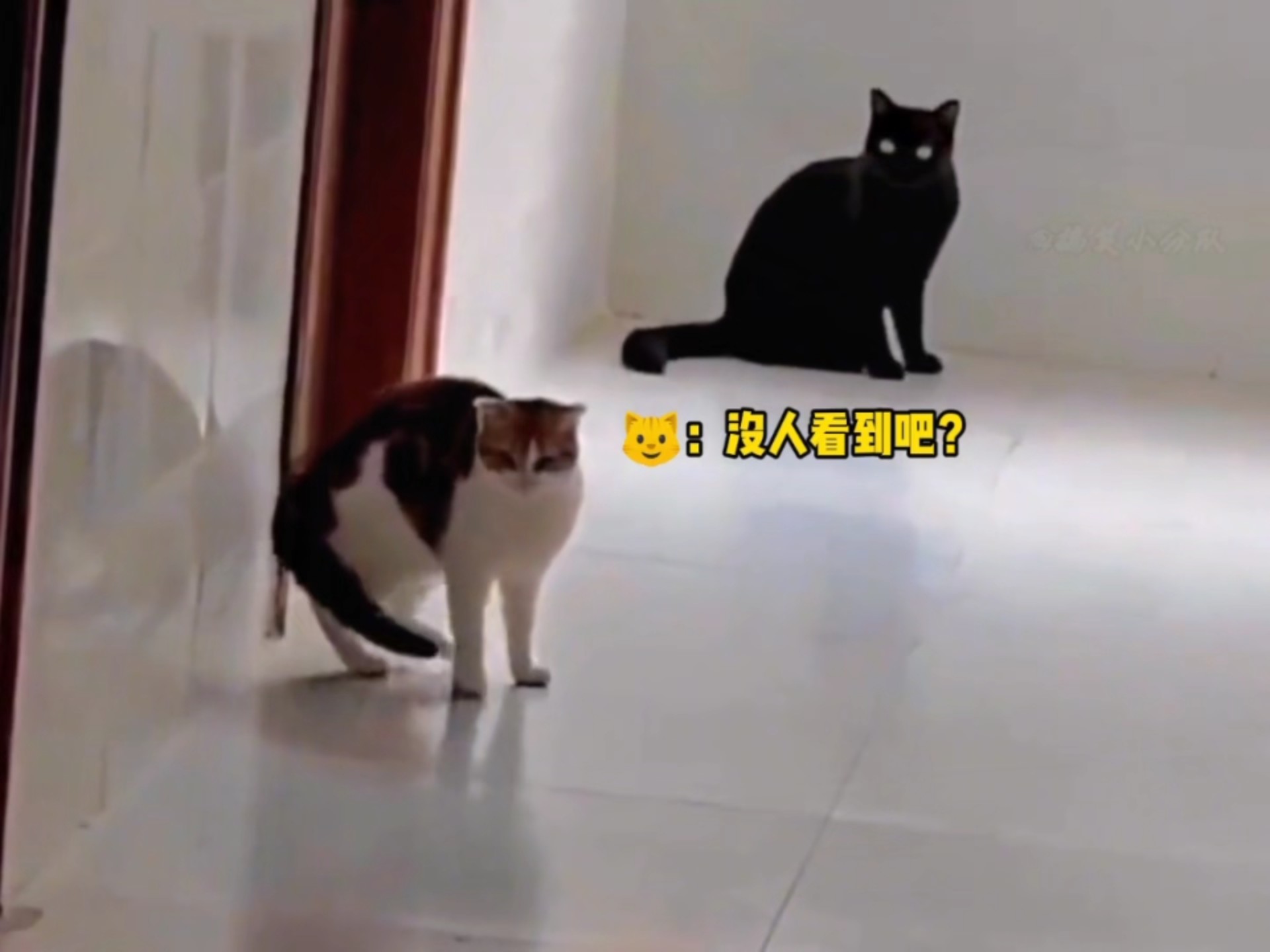 猫咪的倒霉瞬间，猫咪我呀还好有9条命…