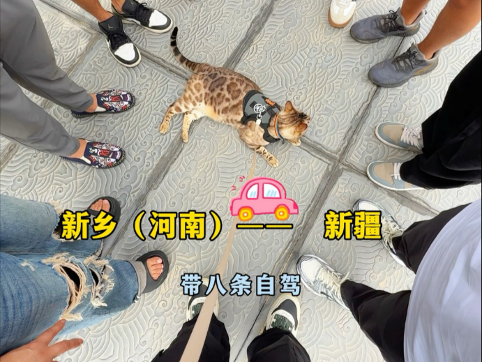 带八条自驾去新疆！