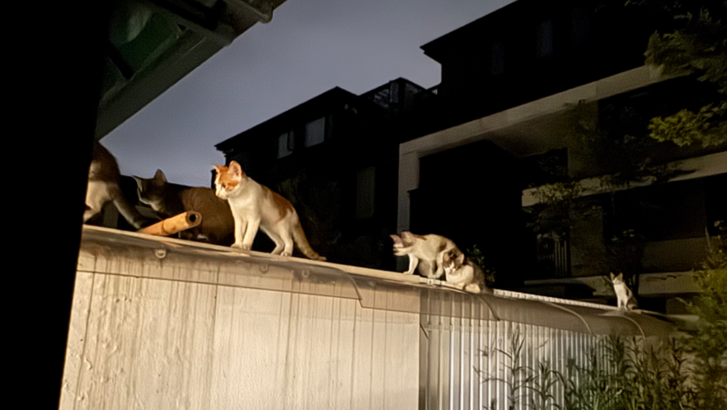 排队吃饭饭，讲规矩的小奶猫最可爱呀