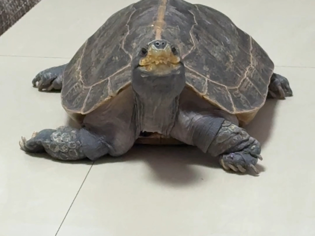 板凳儿的一些可爱瞬间
