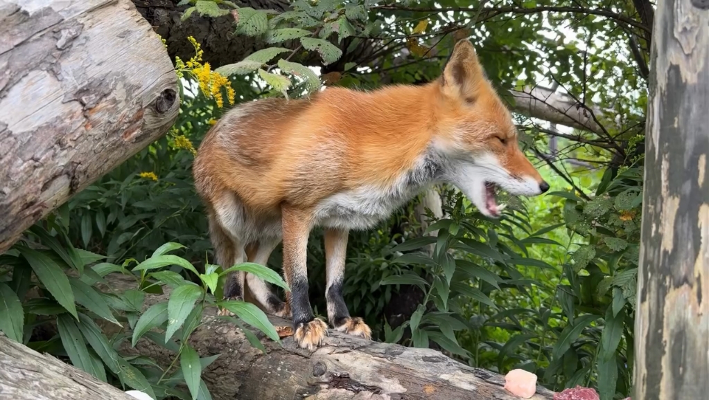 人，狐狐在吃自助餐，你吃午饭了没（asahiyamazoo）