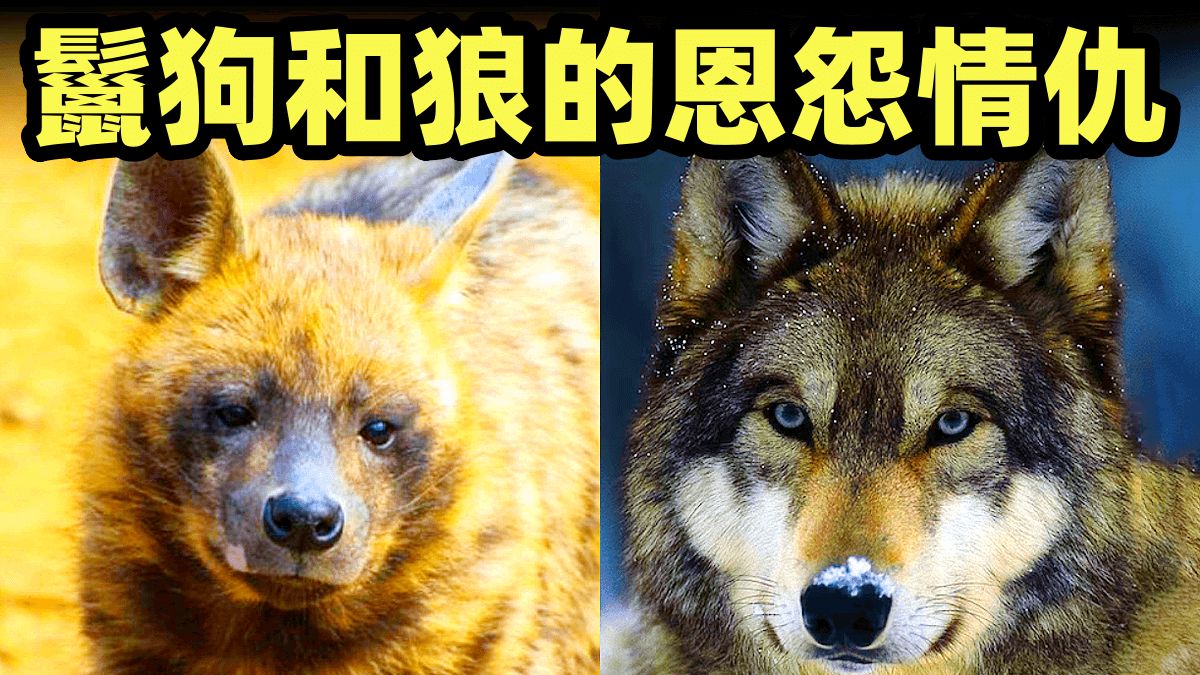 两大人气食肉目动物，鬣狗和狼相爱相杀的生活