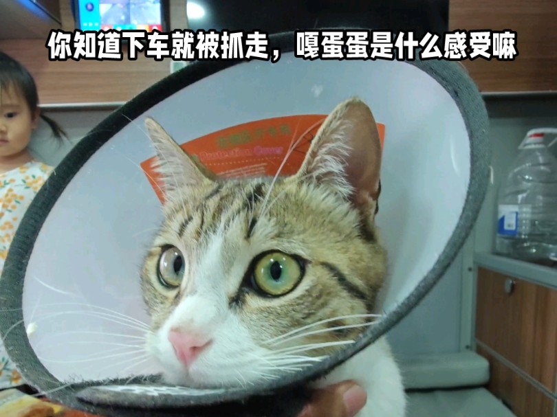 你知道下车就被抓走，嘎蛋蛋是什么感受嘛
