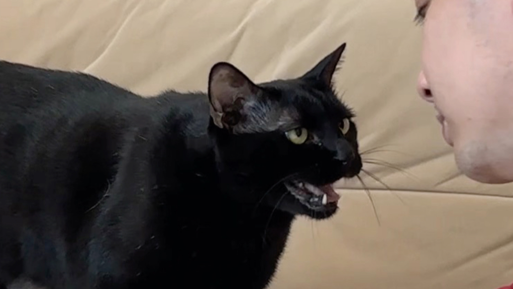 哪有猫咪撒娇把嗓子都叫哑了的呀！！