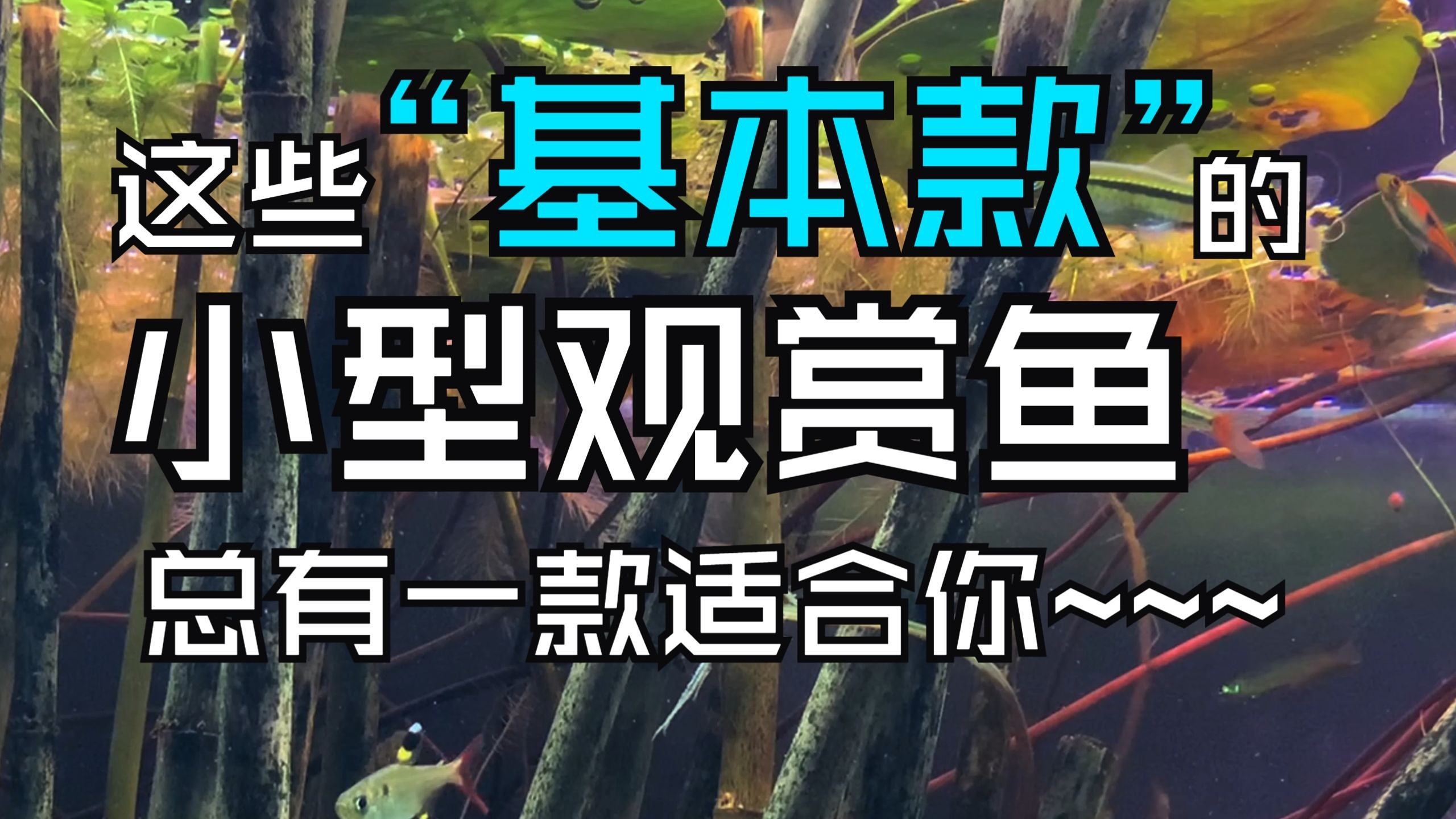 “基本款”小型观赏鱼，总有一款适合你