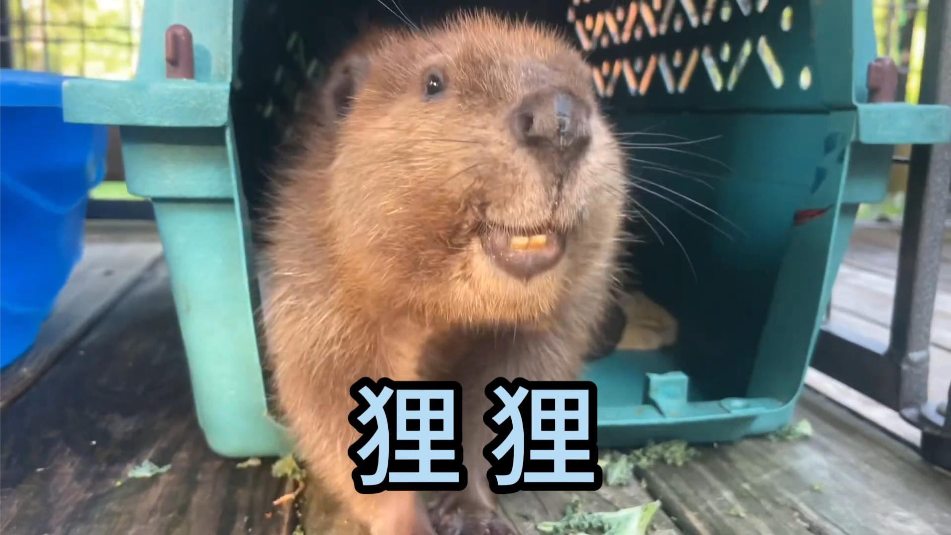 熊和砍树的都不共戴天