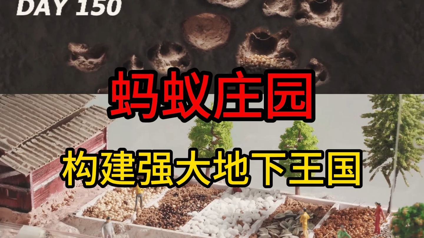 历时180天 在人类庄园中从0模拟一个蚂蚁帝国