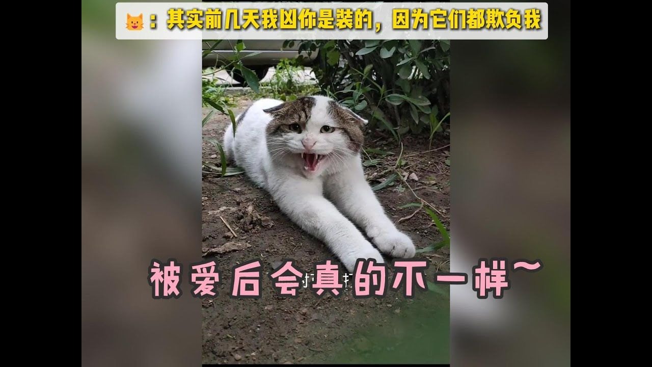 被爱会长出新的血肉！卸下伪装后，拥有了家、家人、朋友和快乐~