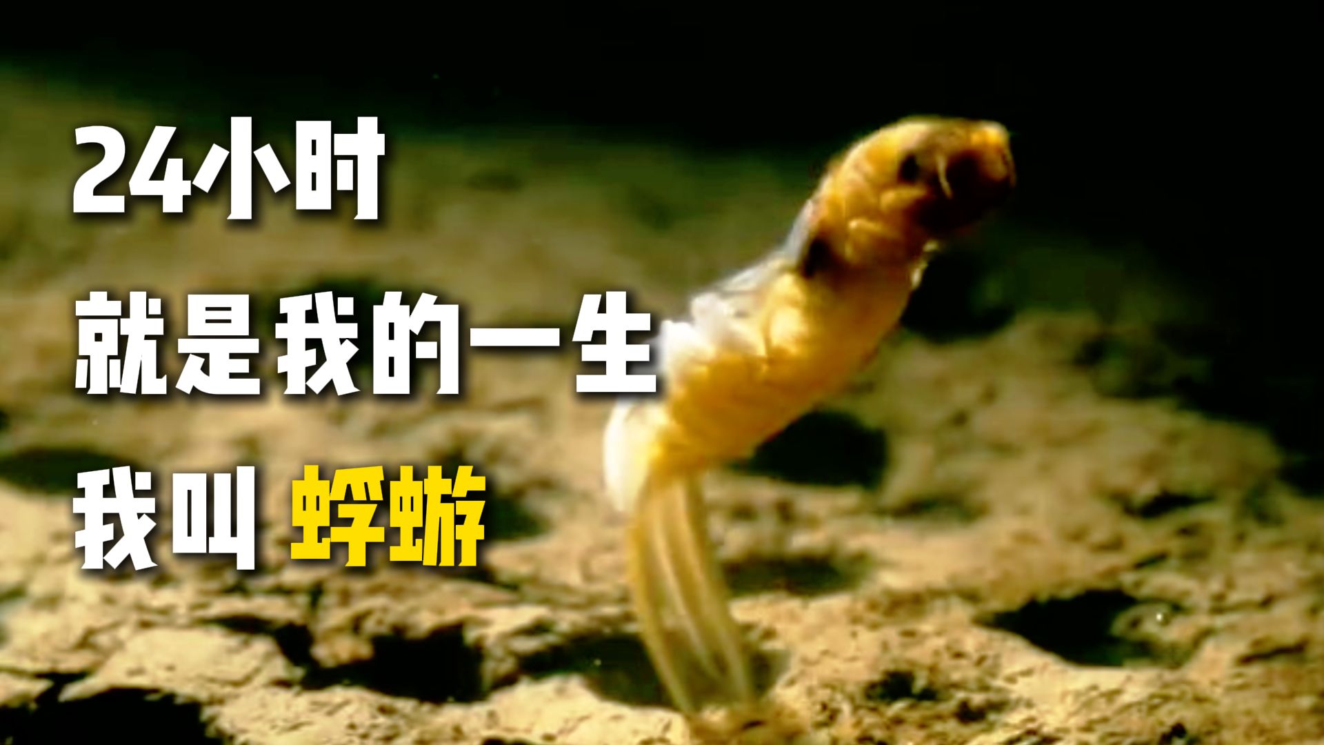 蜉蝣：人生百年蜉蝣一日，我的惊鸿你的倒影