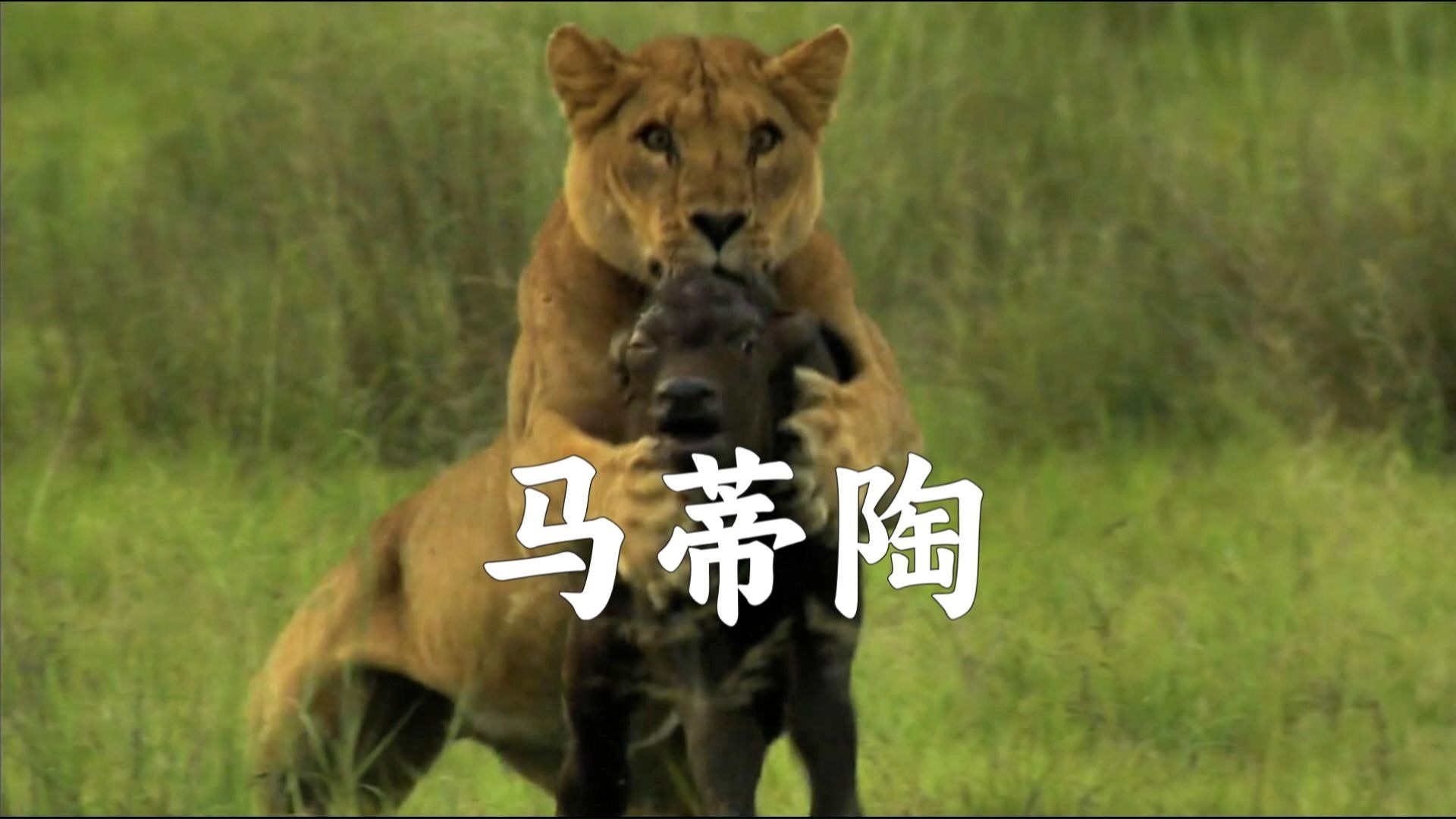 丈夫和孩子被谋害，母亲化成复仇者干掉凶手