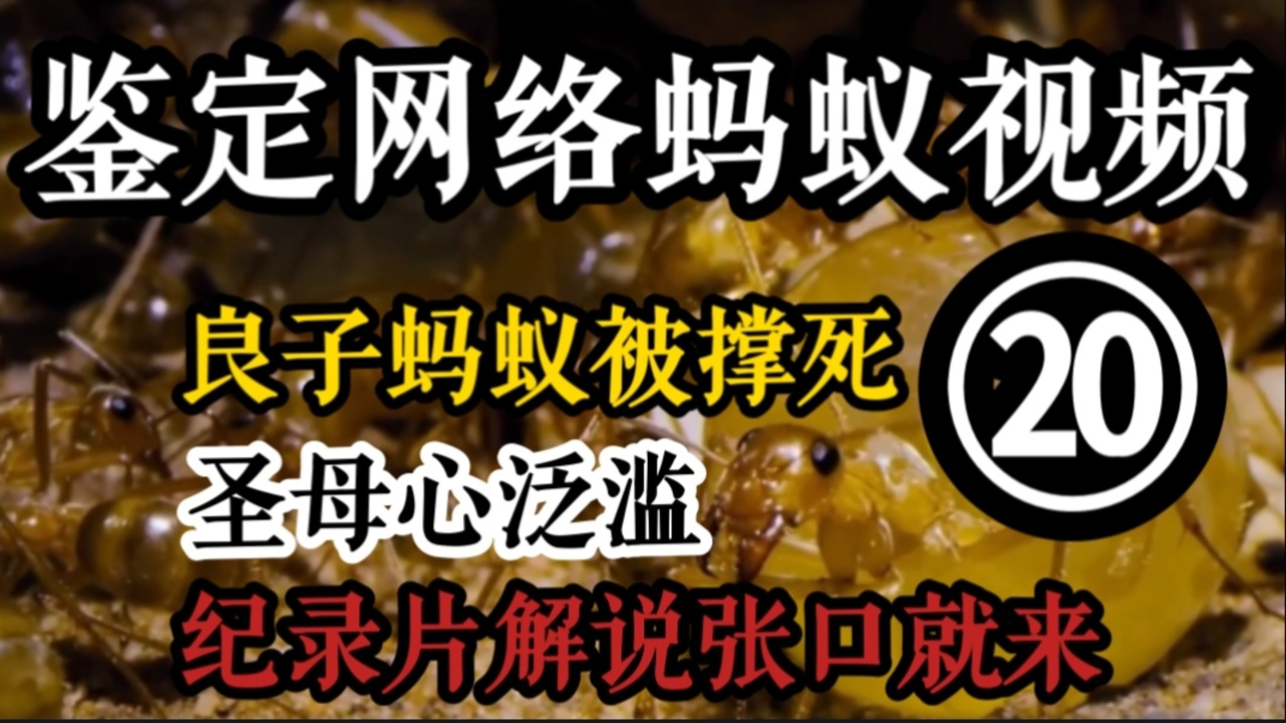 良子蚂蚁被撑死？纪录片解说圣母心泛滥
