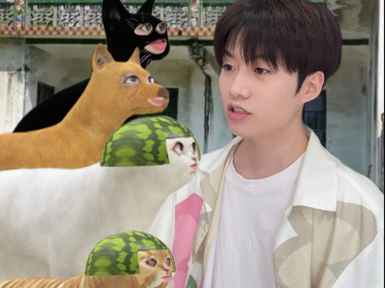 城市猫回村以后，碰到很凶很凶的流浪猫