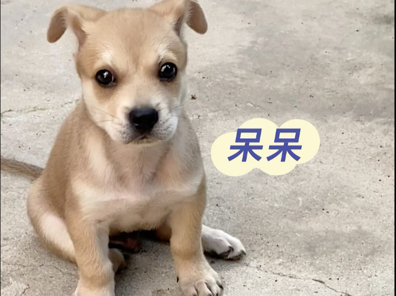 还我可爱的小狗