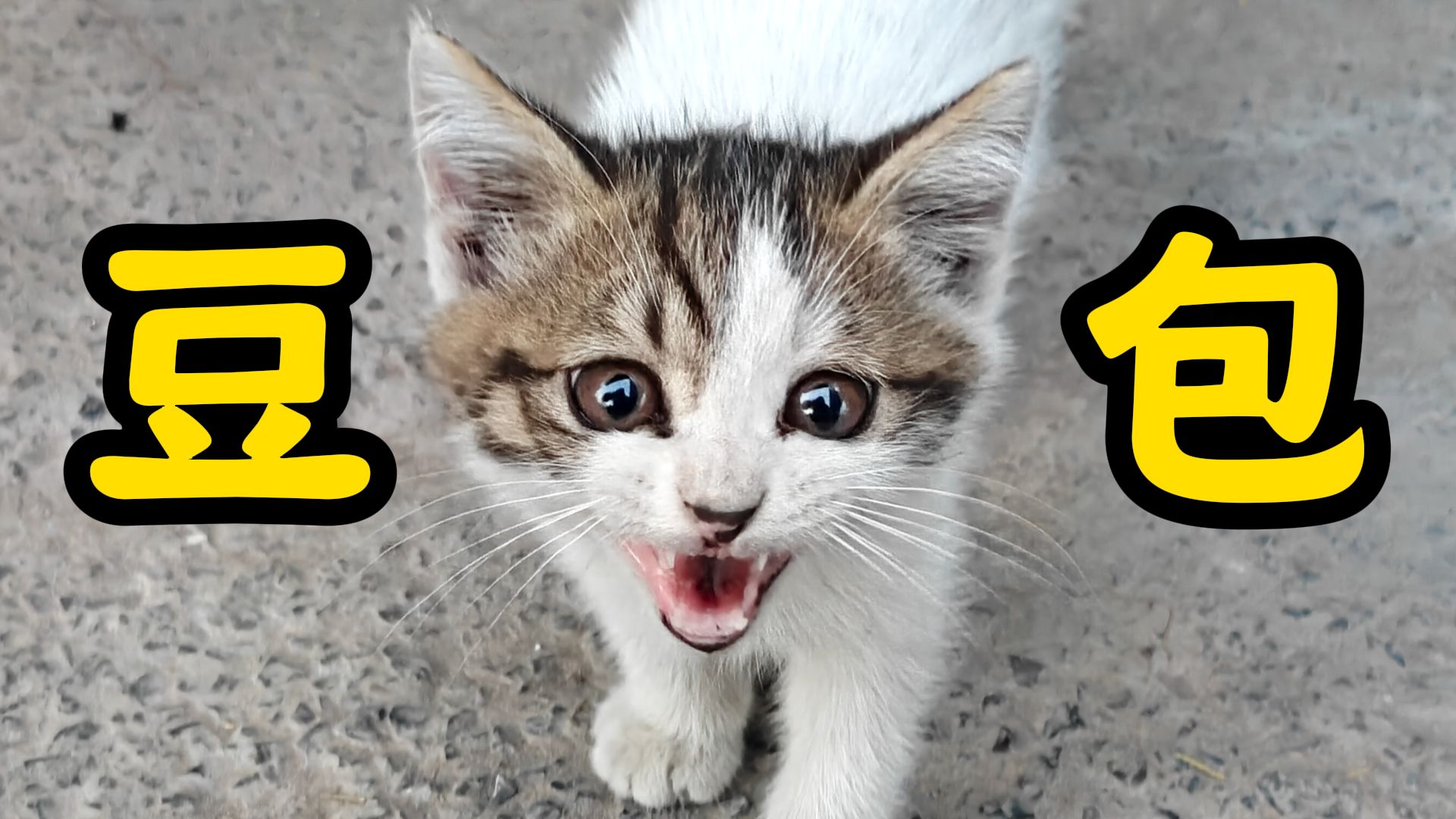 早餐店刷新的小猫，就叫你豆包吧