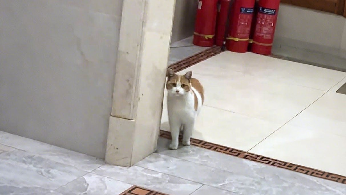 带你回家是个错误吗？