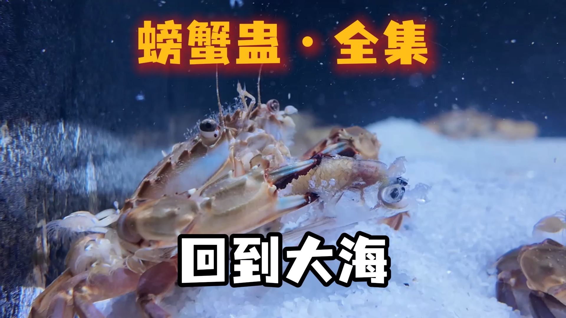 放生名额有限，13只螃蟹通过战斗，最终只能活一只，回到大海！【重置