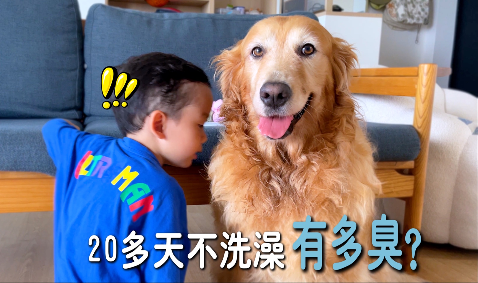 大金毛20多天没洗澡，小主人凑近一闻，表情亮了！