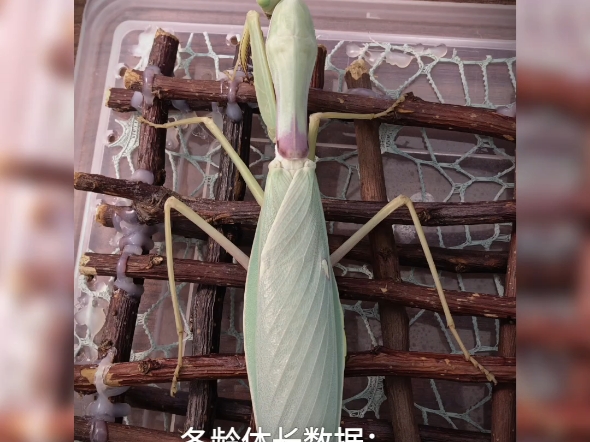 12.5cm巨型清迈斧螳羽化