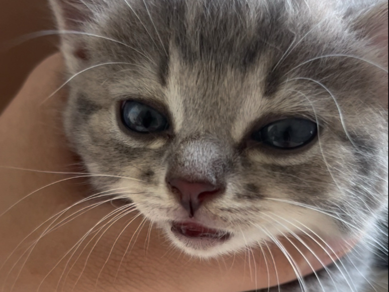 很吵慎入，猫怎么一直响？小耳朵怪叫驴