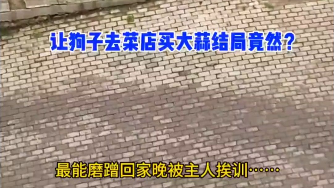 我是真服了它气的屁都出来了