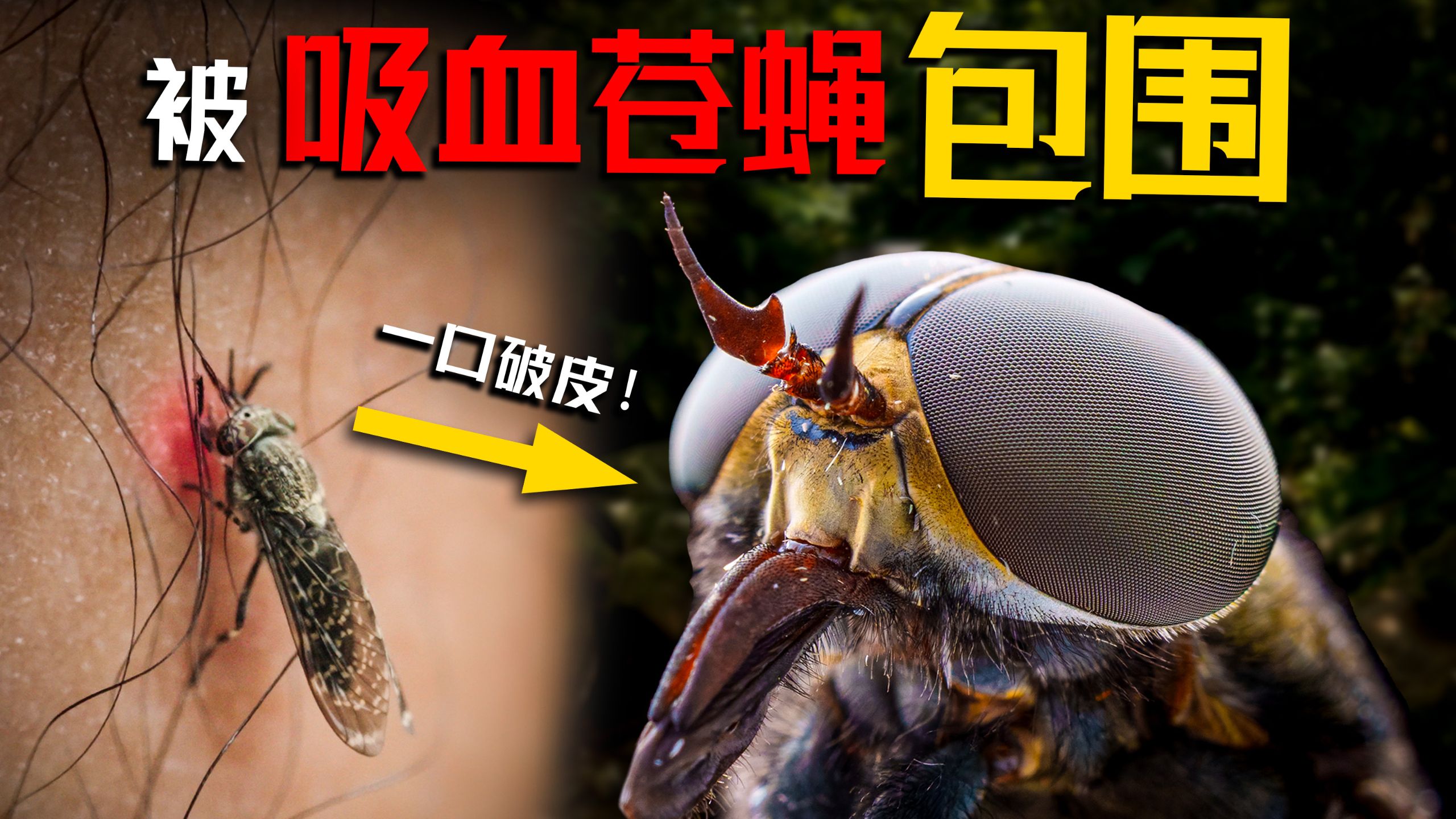 一口破皮！被几百只能割开牛皮吸血的巨型苍蝇包围！| 斯洛大别山
