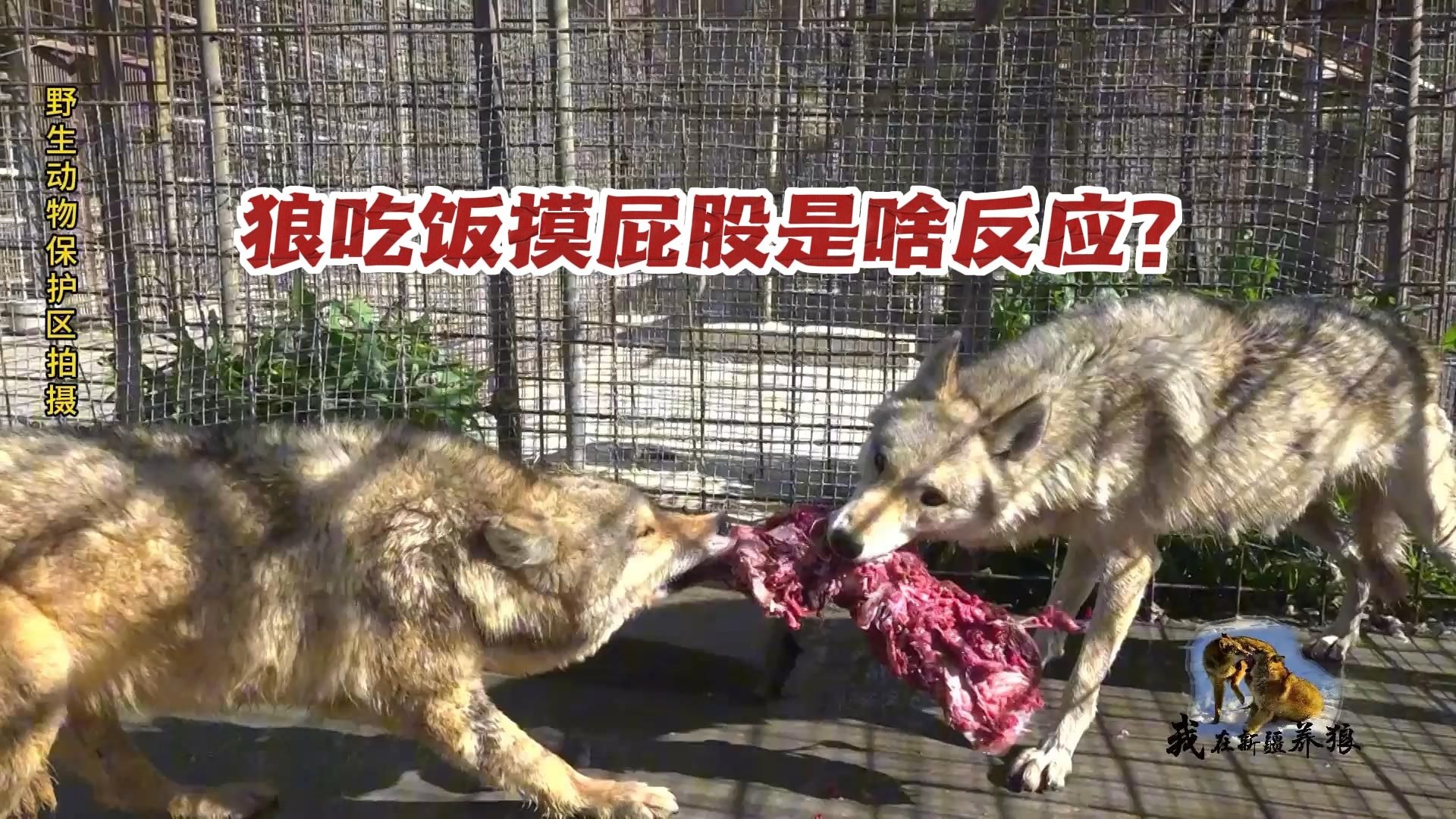 狼吃饭摸它屁股有啥反应？饲养员冒险薅狼毛，还好这只狼最温顺！