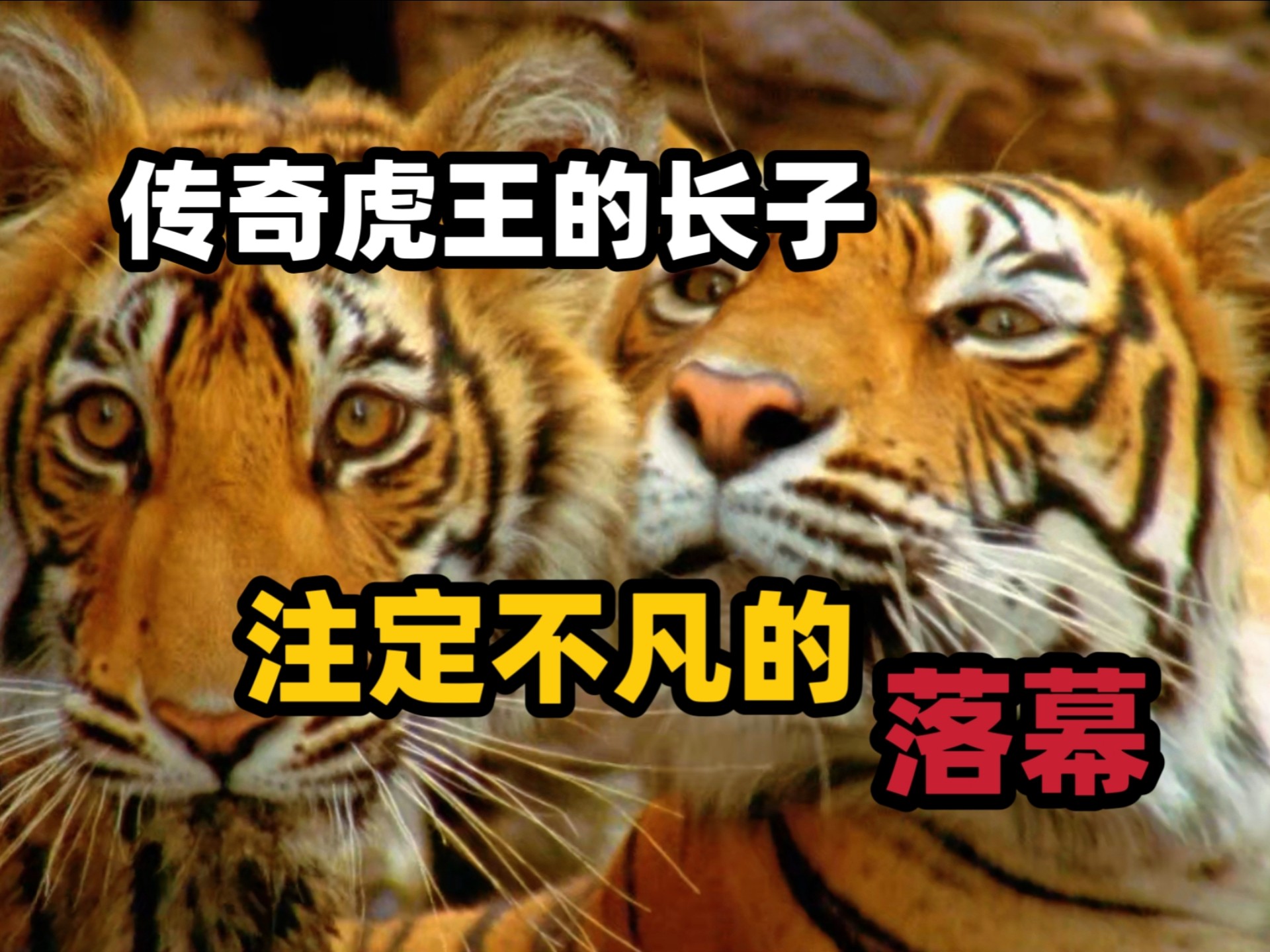 虎王玛琪莉的长子离奇消失后被人在几百公里以外发现，他的遭遇