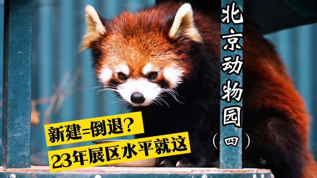 从疯狂开倒车的小熊猫馆，看北动小兽的凋零衰落
