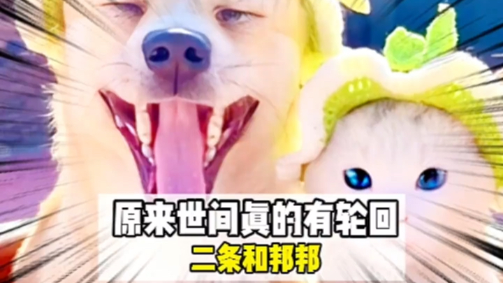 “原来爱你的宠物会拼尽一切再次来到你身边”