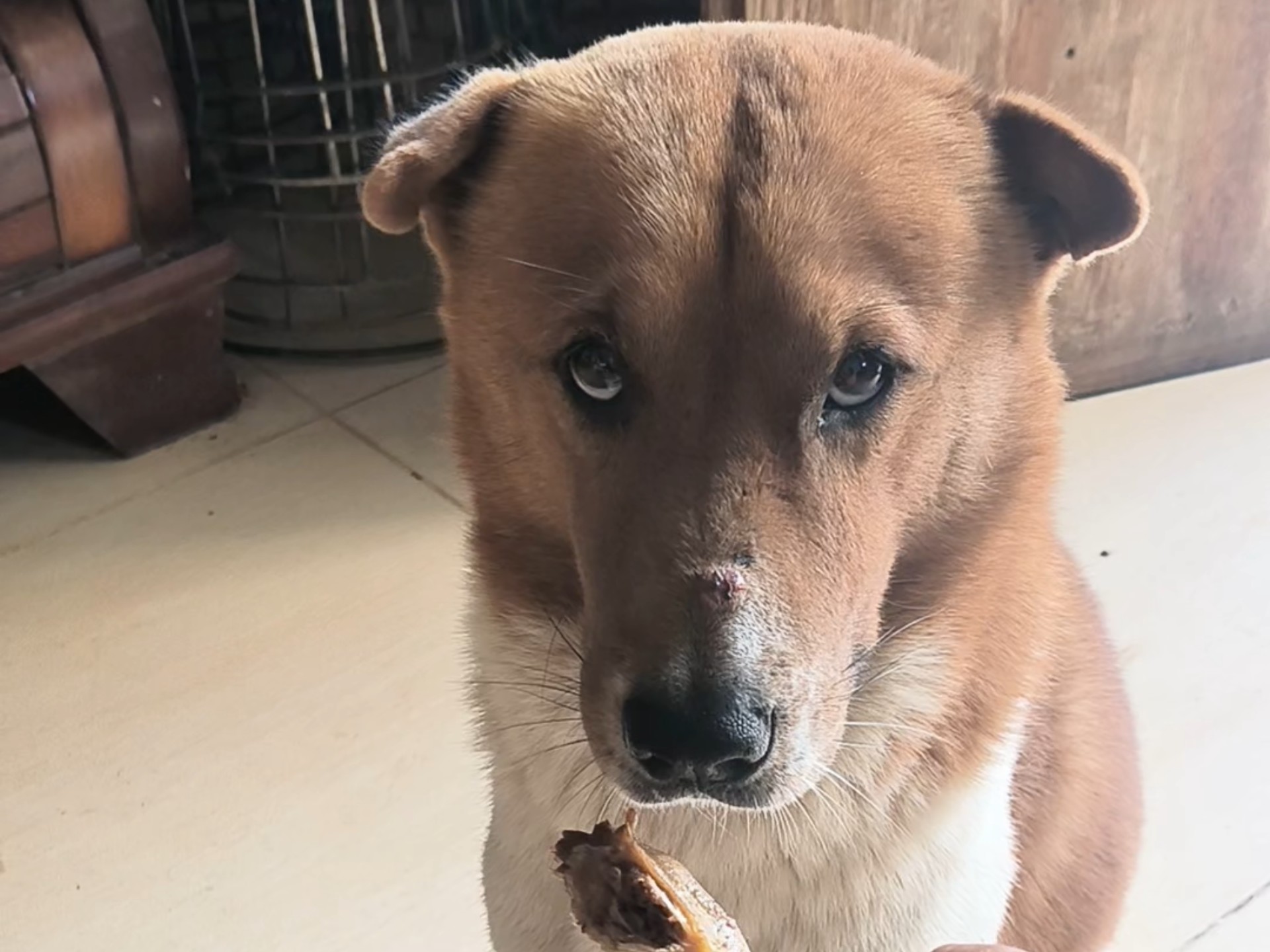 乖乖的土狗子，不抢手上的食物，叫它吃才轻轻含住