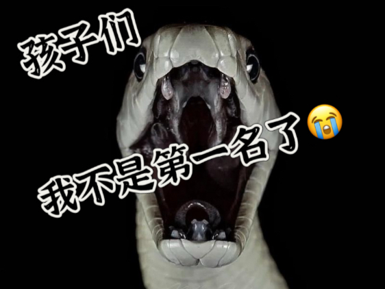 早年纪录片为了捧黑曼巴有多离谱？竟然说黑曼巴百分百致死？吐槽