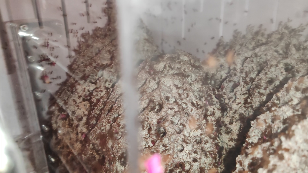 切叶蚁购买建议