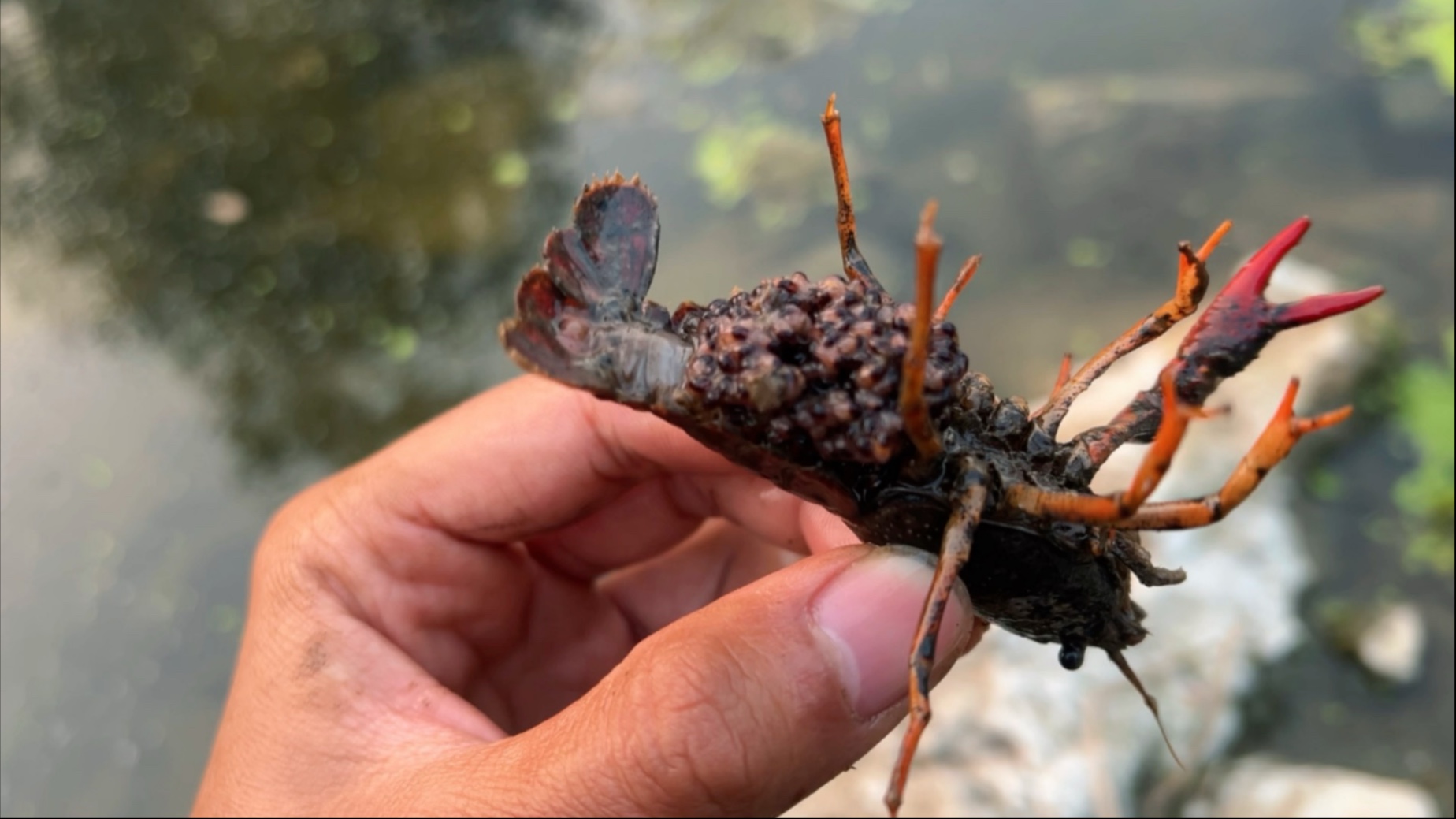 【记录】在河里捡了一只断臂小龙虾，竟然还抱卵了！