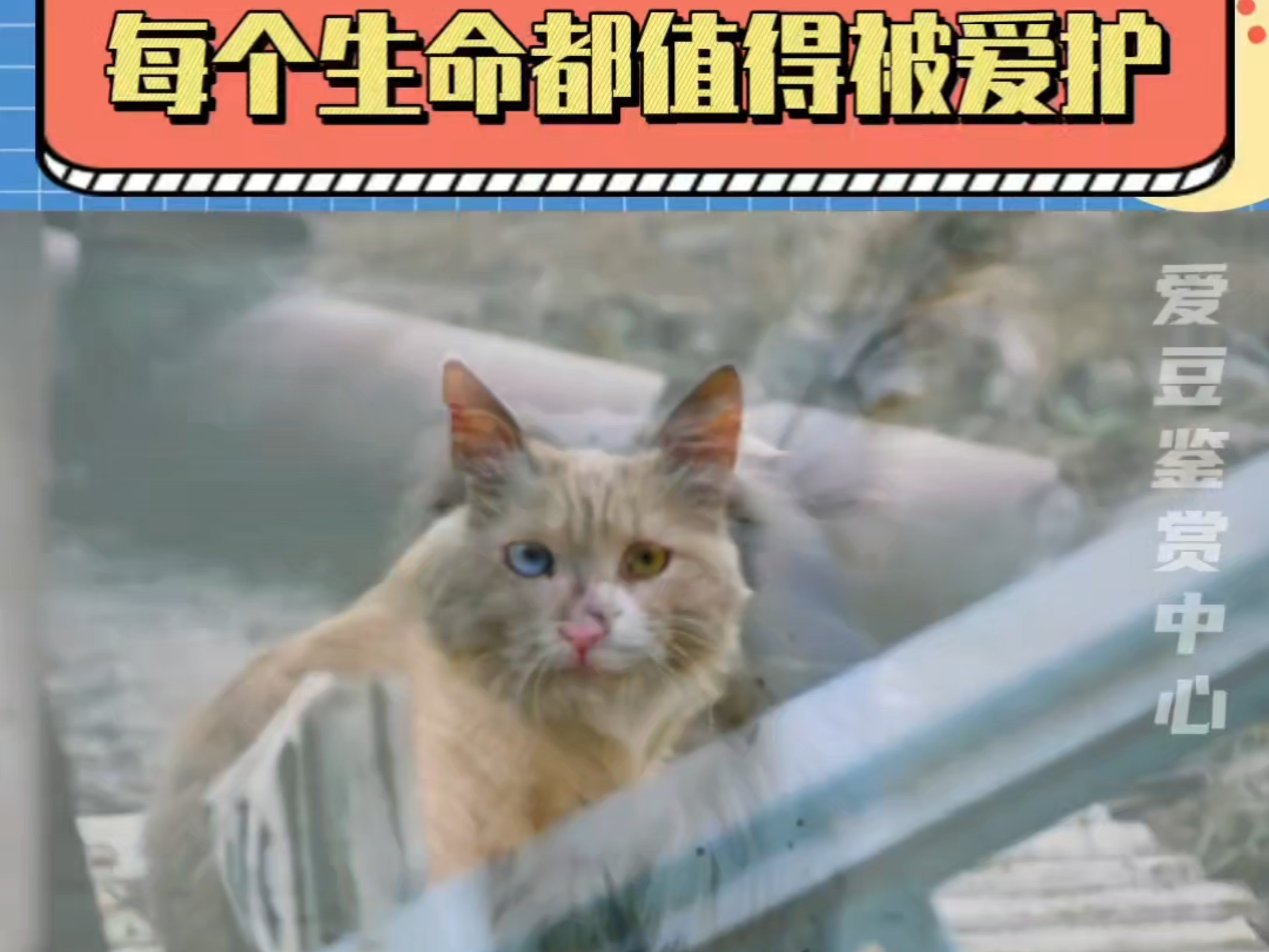 类人TV之保护流浪猫