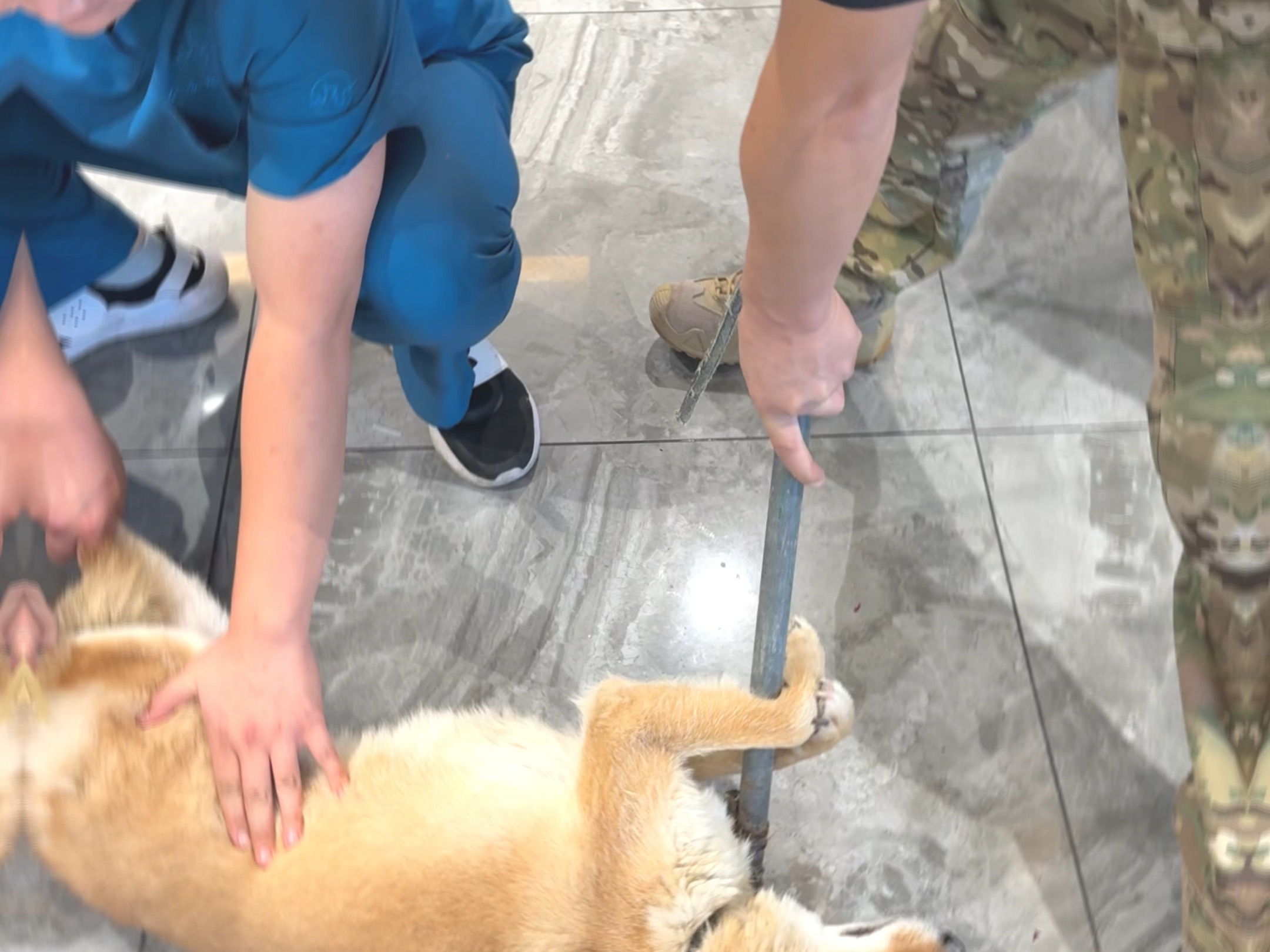 【潘宏爱玩狗】视频已打包，欢迎围观！