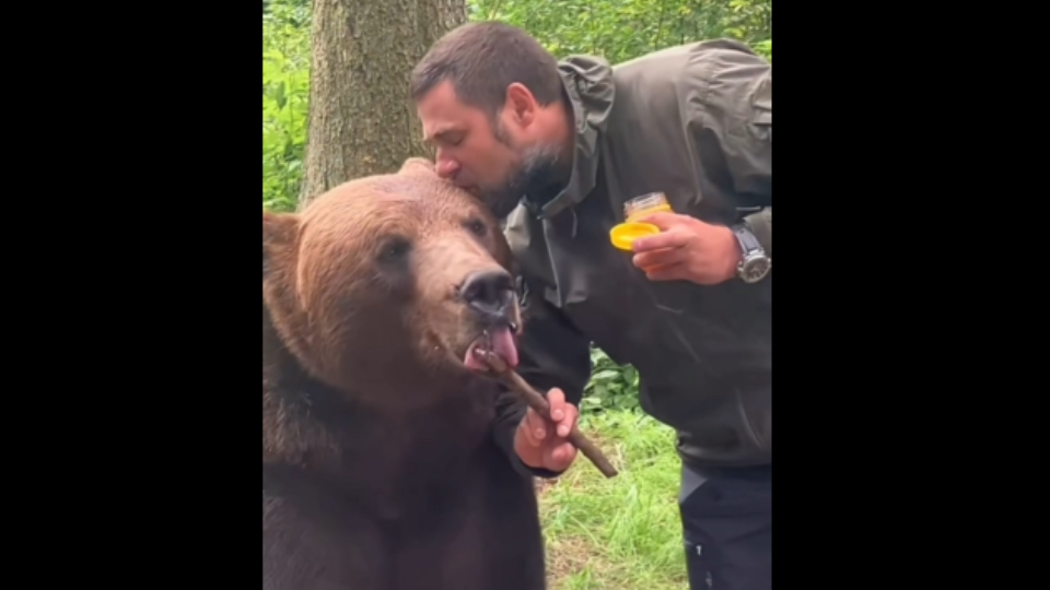 看完振奋人心的九三阅兵直播后，喊家养熊起床吃午饭啦～珍惜美好