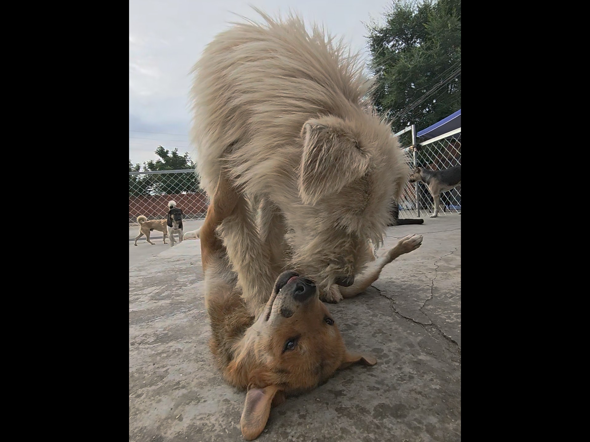 花狸棒子刚从身边路过，就被按倒了，长毛以为它要扑我…