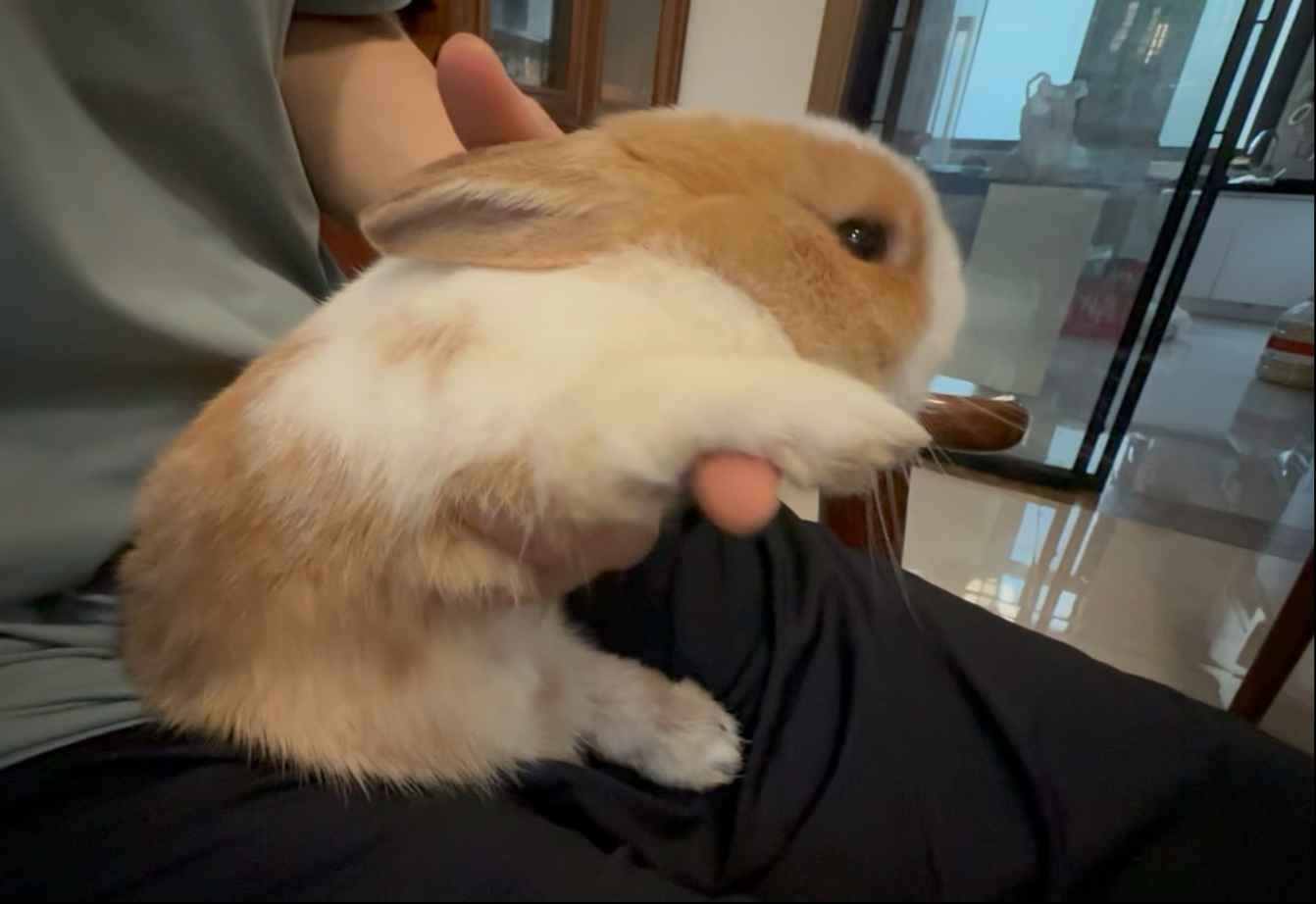 沉浸式rua兔兔！