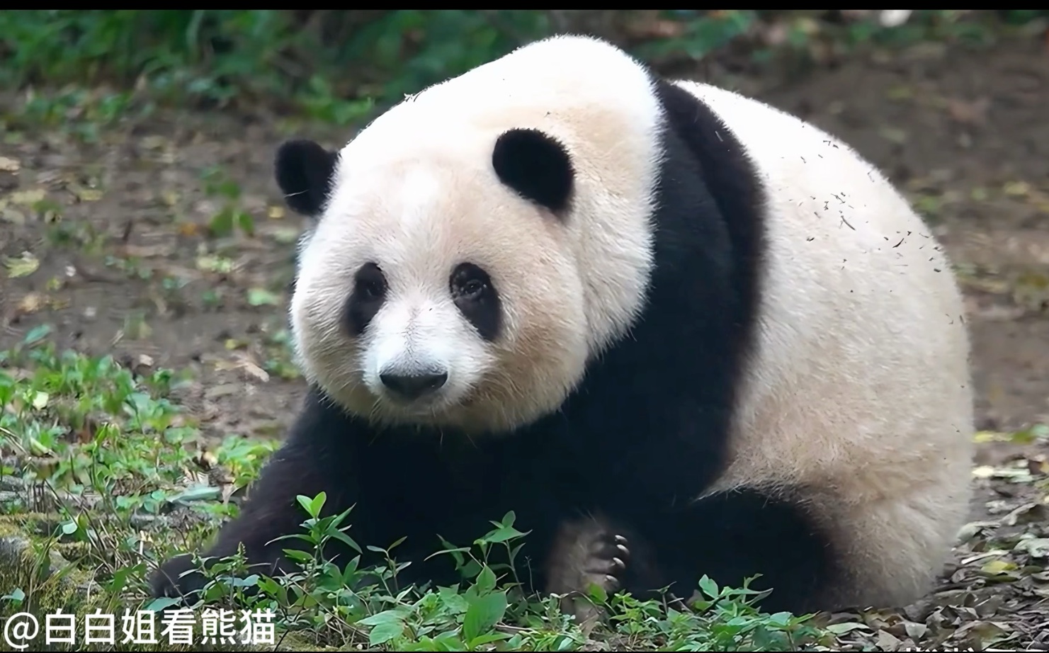 哈哈哈！花花叶子快乐的一天！