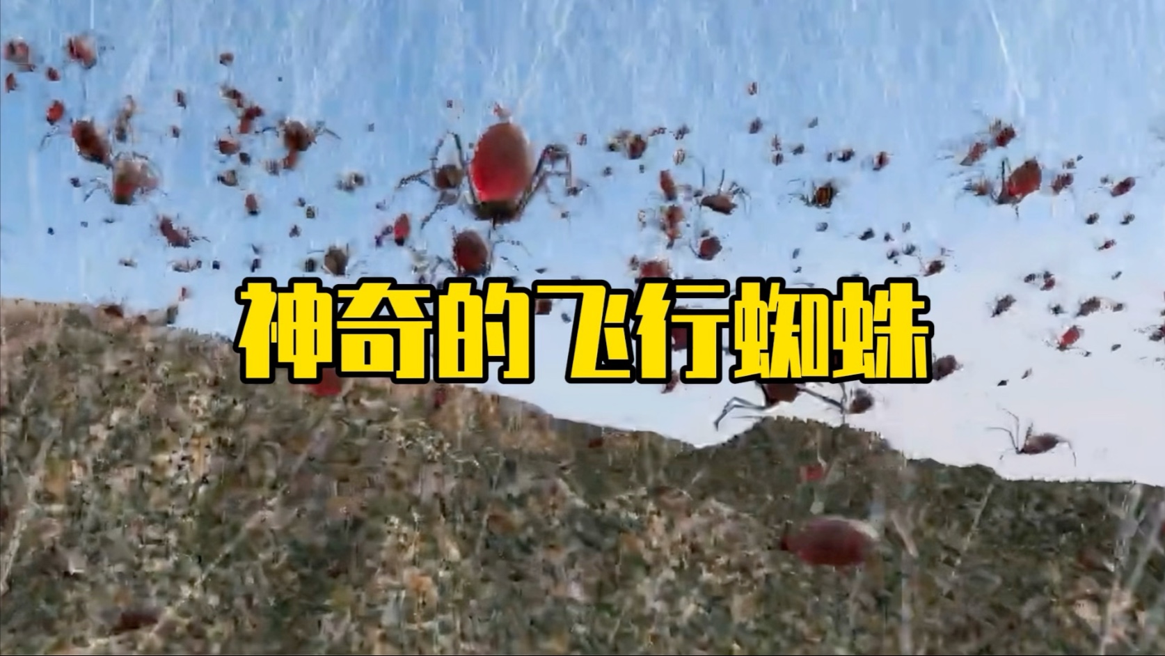 会飞的蜘蛛你见过吗？