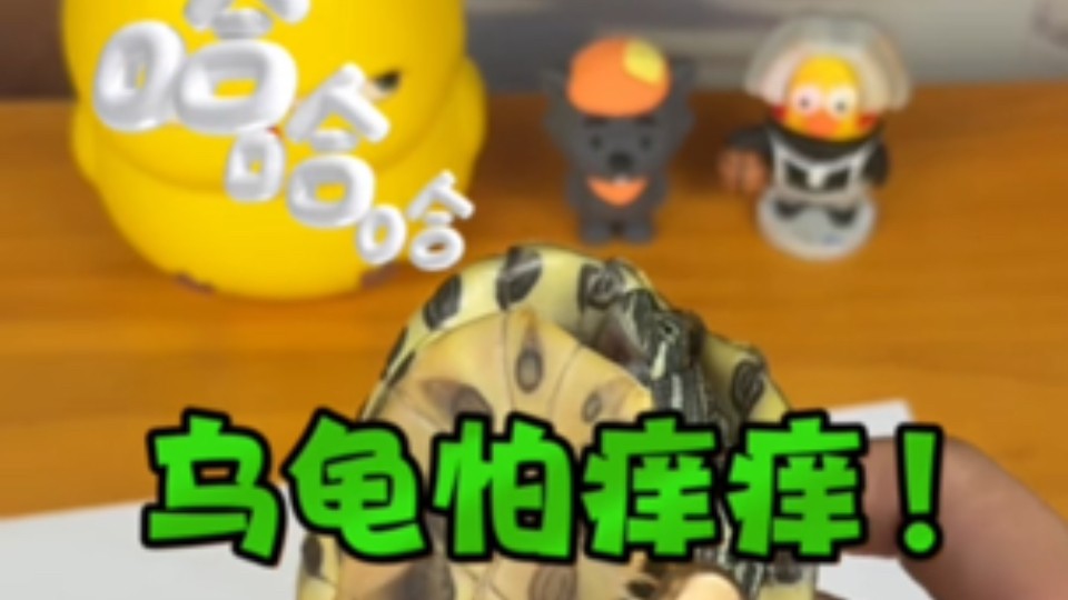 据说乌龟也怕挠痒痒？帅小伙亲测！