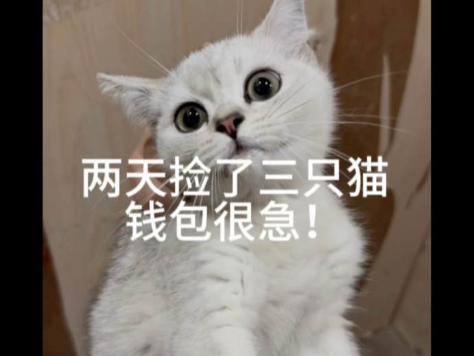 两天捡了三只猫，我服了吸猫体质！