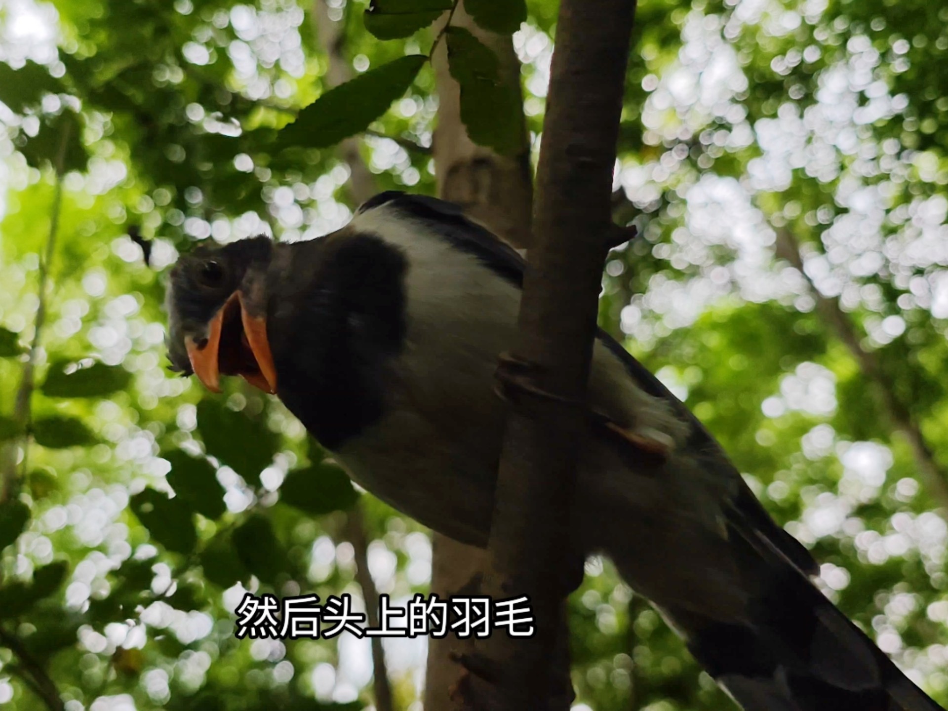 放生的红嘴蓝鹊今天遇到了放生的松鼠！