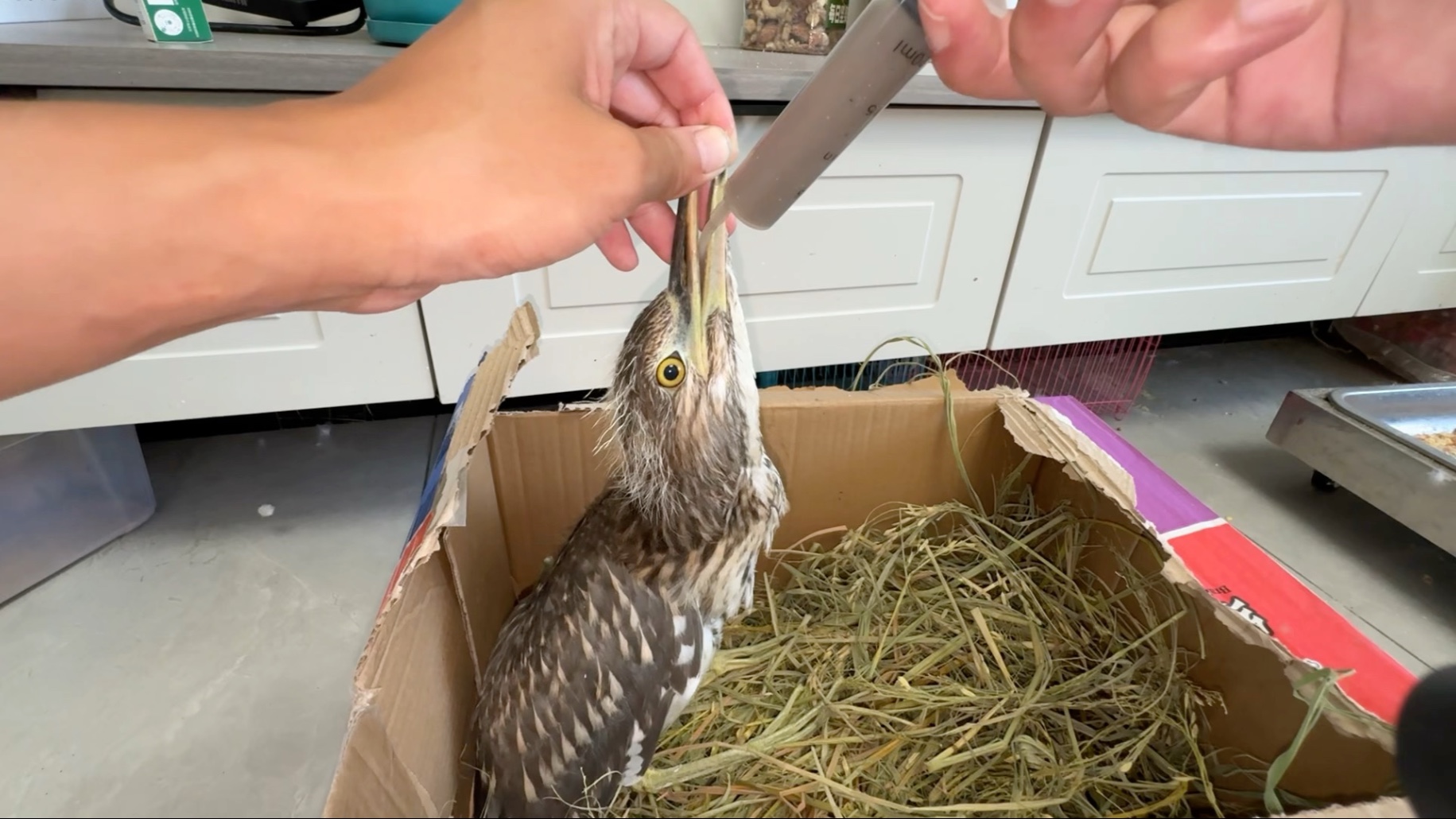 鸟坚强，已经坚持六天了