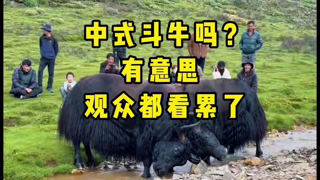 蒜鸟蒜鸟，都不泳意！牛王之争素来如此，这是新品牌 黑牛black bul