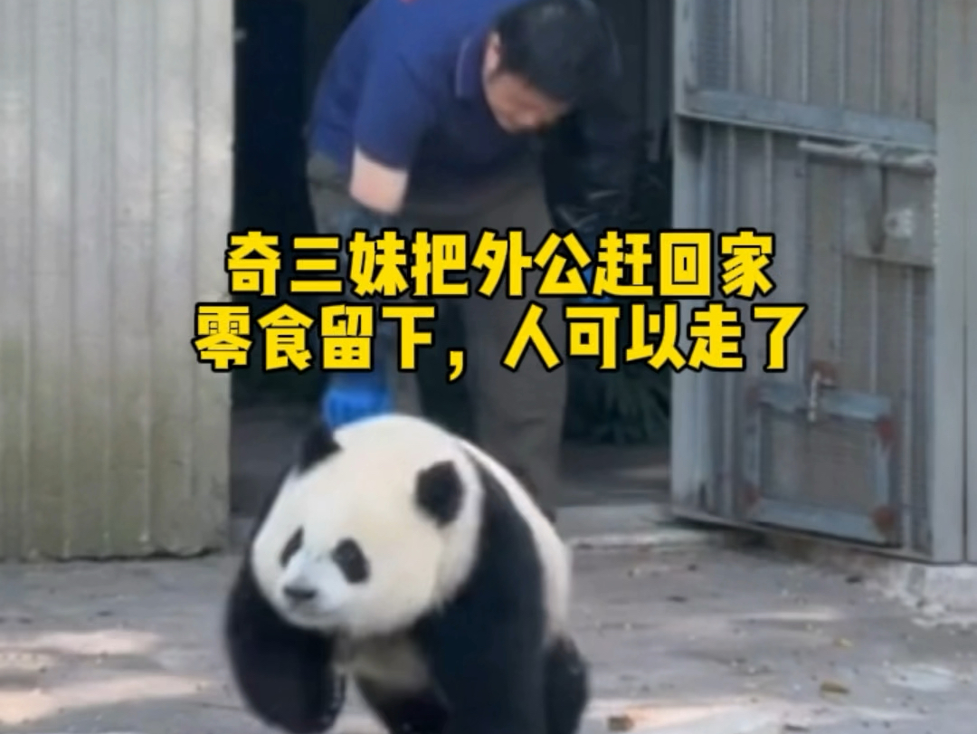 奇三妹化身“邪恶摇粒绒”把外公赶回家！三妹：笋留下，人可以走了