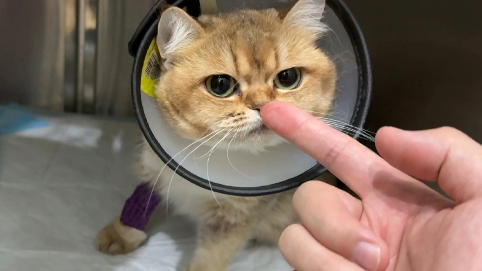 恭喜离宝鼓鼓做妈妈～也恭喜我们离宝退休呀❤️