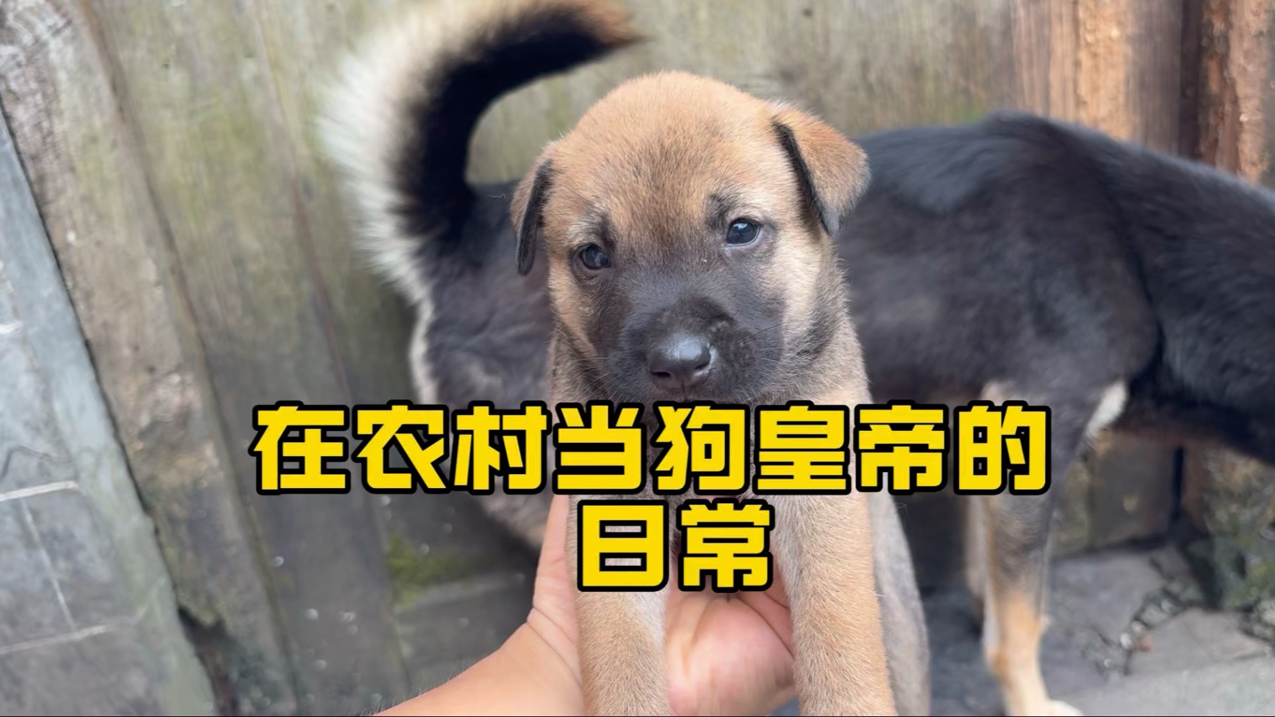 农村体验当狗皇帝的日常！小四眼又不愿意给小狗喂奶了，急的哇哇