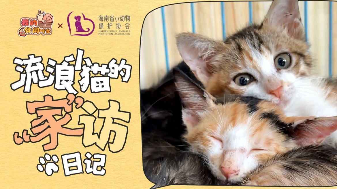 居的一日vlog｜流浪小猫的“家”访日记