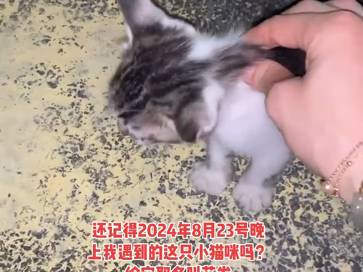 2024年8月23号晚上偶遇到的一只小猫咪，现在已经被妈妈养成小